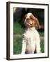 King Charles Cavalier Spaniel Puppy Portrait-Adriano Bacchella-Framed Photographic Print