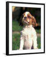 King Charles Cavalier Spaniel Puppy Portrait-Adriano Bacchella-Framed Photographic Print