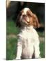 King Charles Cavalier Spaniel Puppy Portrait-Adriano Bacchella-Mounted Photographic Print