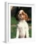 King Charles Cavalier Spaniel Puppy Portrait-Adriano Bacchella-Framed Photographic Print