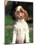 King Charles Cavalier Spaniel Puppy Portrait-Adriano Bacchella-Mounted Photographic Print