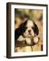 King Charles Cavalier Spaniel Puppy Portrait-Adriano Bacchella-Framed Photographic Print