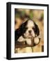 King Charles Cavalier Spaniel Puppy Portrait-Adriano Bacchella-Framed Photographic Print