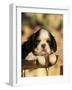 King Charles Cavalier Spaniel Puppy Portrait-Adriano Bacchella-Framed Photographic Print