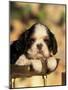 King Charles Cavalier Spaniel Puppy Portrait-Adriano Bacchella-Mounted Photographic Print