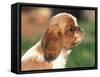 King Charles Cavalier Spaniel Puppy Profile-Adriano Bacchella-Framed Stretched Canvas