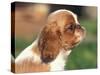 King Charles Cavalier Spaniel Puppy Profile-Adriano Bacchella-Stretched Canvas