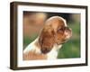 King Charles Cavalier Spaniel Puppy Profile-Adriano Bacchella-Framed Photographic Print