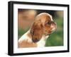 King Charles Cavalier Spaniel Puppy Profile-Adriano Bacchella-Framed Photographic Print