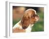 King Charles Cavalier Spaniel Puppy Profile-Adriano Bacchella-Framed Photographic Print