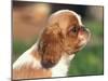 King Charles Cavalier Spaniel Puppy Profile-Adriano Bacchella-Mounted Photographic Print