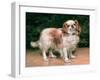 King Charles Spaniel, 1907-George Sheridan Knowles-Framed Giclee Print