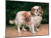 King Charles Spaniel, 1907-George Sheridan Knowles-Mounted Giclee Print