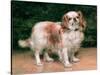 King Charles Spaniel, 1907-George Sheridan Knowles-Stretched Canvas