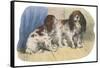 King Charles Spaniel, Blenheim-null-Framed Stretched Canvas