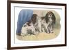 King Charles Spaniel, Blenheim-null-Framed Premium Giclee Print