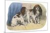 King Charles Spaniel, Blenheim-null-Mounted Premium Giclee Print