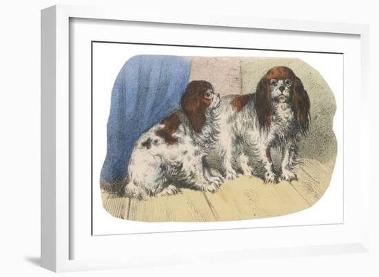 King Charles Spaniel, Blenheim-null-Framed Art Print