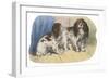 King Charles Spaniel, Blenheim-null-Framed Art Print