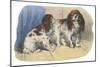 King Charles Spaniel, Blenheim-null-Mounted Art Print