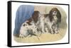 King Charles Spaniel, Blenheim-null-Framed Stretched Canvas