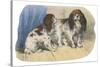 King Charles Spaniel, Blenheim-null-Stretched Canvas
