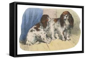 King Charles Spaniel, Blenheim-null-Framed Stretched Canvas