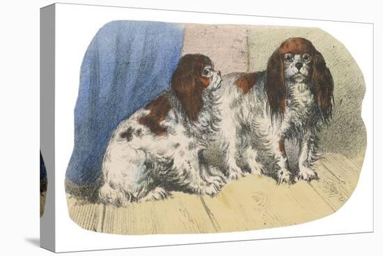 King Charles Spaniel, Blenheim-null-Stretched Canvas