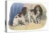 King Charles Spaniel, Blenheim-null-Stretched Canvas