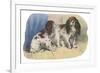 King Charles Spaniel, Blenheim-null-Framed Art Print