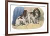 King Charles Spaniel, Blenheim-null-Framed Art Print