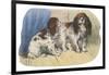 King Charles Spaniel, Blenheim-null-Framed Art Print