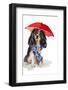 King Charles Spaniel In The Rain-Lanie Loreth-Framed Photographic Print