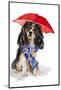 King Charles Spaniel In The Rain-Lanie Loreth-Mounted Photographic Print