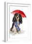 King Charles Spaniel In The Rain-Lanie Loreth-Framed Photographic Print