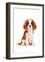 King Charles Spaniel Puppy-Amanda Greenwood-Framed Art Print