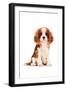 King Charles Spaniel Puppy-Amanda Greenwood-Framed Art Print