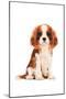 King Charles Spaniel Puppy-Amanda Greenwood-Mounted Art Print