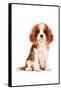 King Charles Spaniel Puppy-Amanda Greenwood-Framed Stretched Canvas