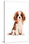 King Charles Spaniel Puppy-Amanda Greenwood-Stretched Canvas