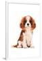 King Charles Spaniel Puppy-Amanda Greenwood-Framed Art Print