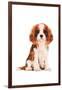 King Charles Spaniel Puppy-Amanda Greenwood-Framed Art Print