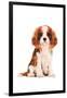 King Charles Spaniel Puppy-Amanda Greenwood-Framed Art Print