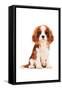 King Charles Spaniel Puppy-Amanda Greenwood-Framed Stretched Canvas