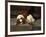 King Charles Spaniel Resting-Frederick Hall-Framed Giclee Print