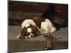 King Charles Spaniel Resting-Frederick Hall-Mounted Giclee Print