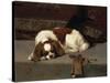 King Charles Spaniel Resting-Frederick Hall-Stretched Canvas