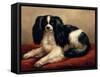 King Charles Spaniel Seated on a Red Cushion-Eugene Joseph Verboeckhoven-Framed Stretched Canvas