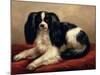 King Charles Spaniel Seated on a Red Cushion-Eugene Joseph Verboeckhoven-Mounted Giclee Print