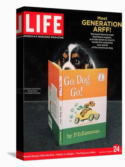 King Charles Spaniel with his Nose in the Children's Book: Go, Dog. Go!, February 24, 2006-Chris Buck-Stretched Canvas